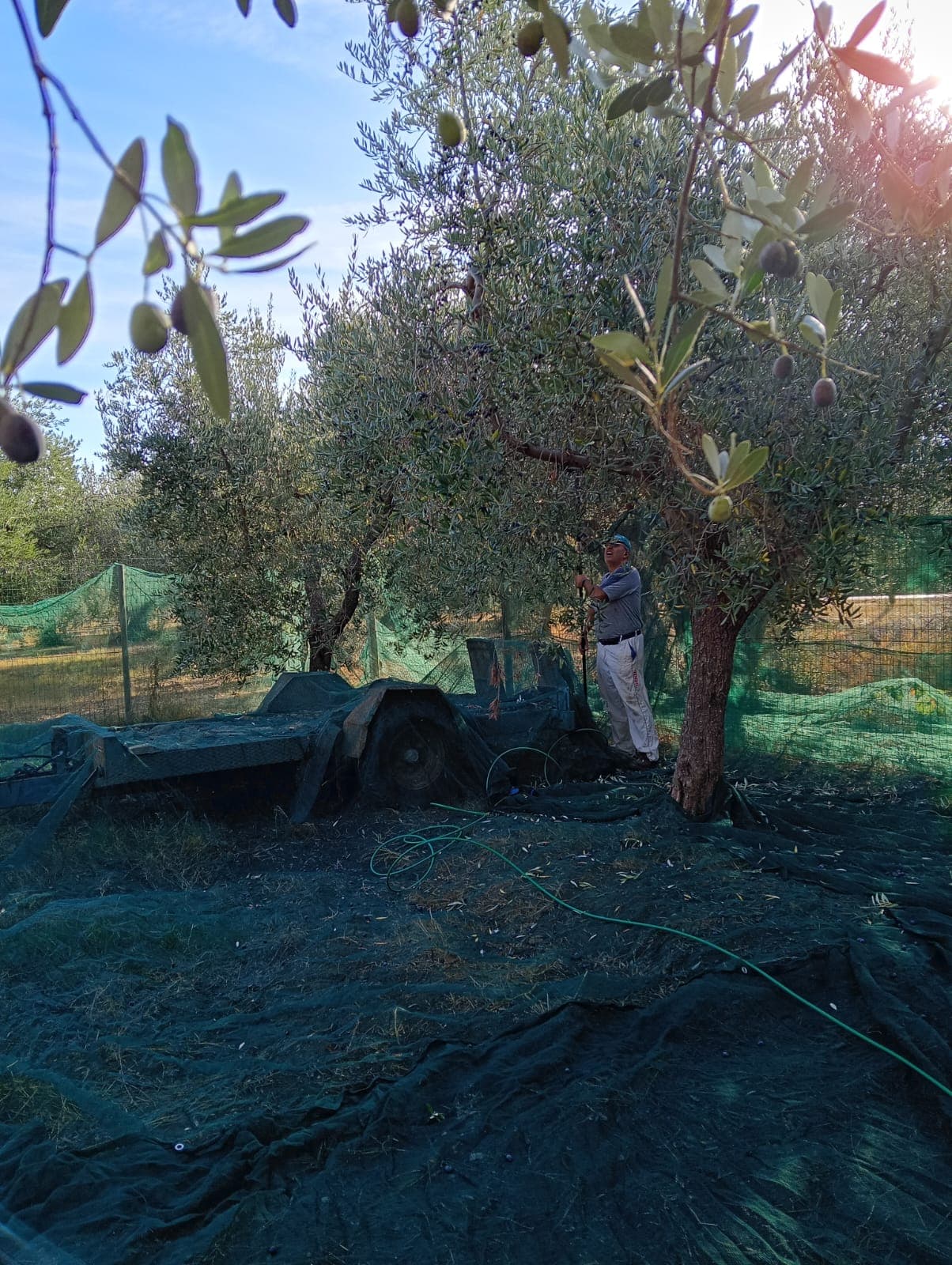 Raccolta delle olive in famiglia nell'uliveto della tenuta, con le reti stese sotto gli alberi